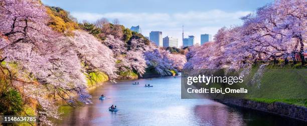 cherry tree sakura en flor y botes en el parque chidorigafuchi. tokio. japón - cherry blossom fotografías e imágenes de stock