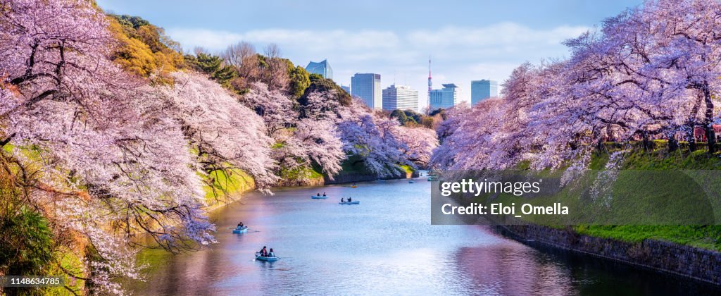 千鳥ヶ淵公園の桜の花とボート東京。日本