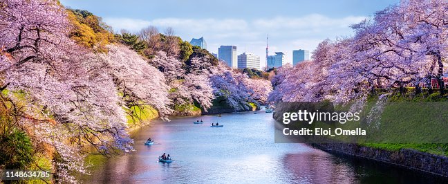 千鳥ヶ淵公園の桜の花とボート東京。日本 千鳥ヶ淵公園の桜の花とボート東京。日本