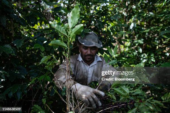As Coffee Gets Cheaper, Brazil Finds Ways To Grow More For Less As Coffee Gets Cheaper, Brazil Finds Ways To Grow More For Less