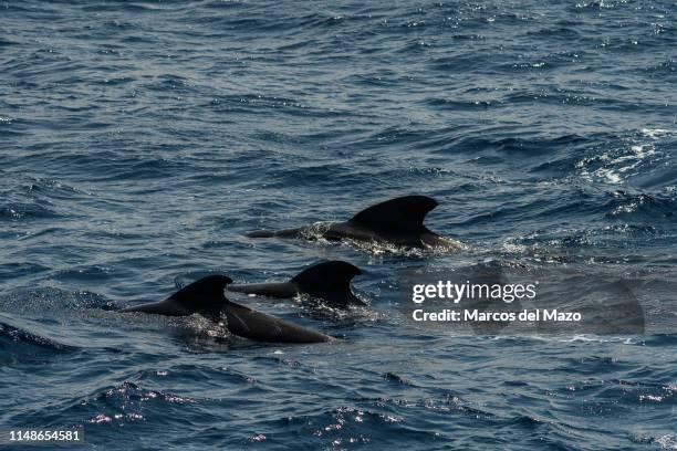 Short-finned pilot whales , a cetacean part of the oceanic dolphin family. There is a resident population established in coastal waters southwest of...