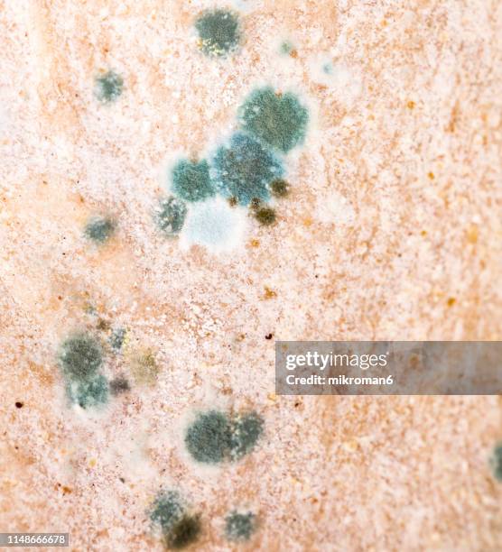 old rotting moldy food. flatbread - moldy bread stock pictures, royalty-free photos & images