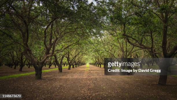 the almond grove 01 - arboleda fotografías e imágenes de stock