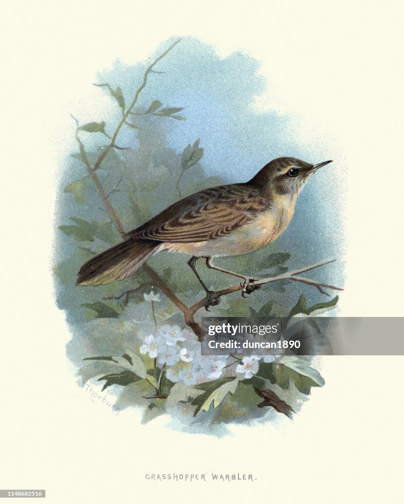 Wildlife, Birds, common grasshopper warbler (Locustella naevia)