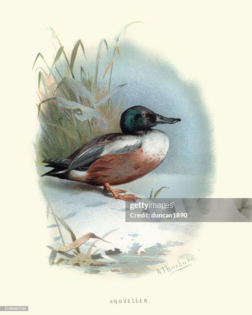 Wildlife, vogels, noordelijke Shovel, spatel clypeata