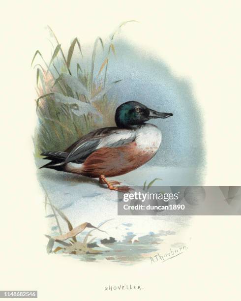wildlife, birds, northern shoveler, spatula clypeata - northern shoveler stock illustrations