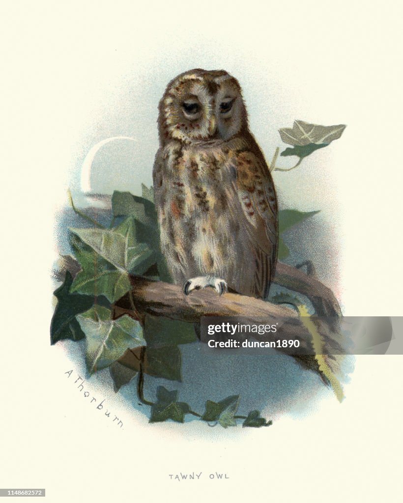Wildlife, Birds, tawny owl or brown owl (Strix aluco)