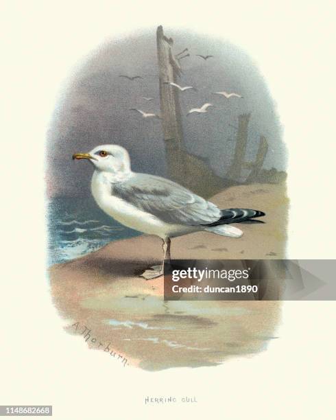 wildlife, birds, european herring gull (larus argentatus) - herring gull stock illustrations