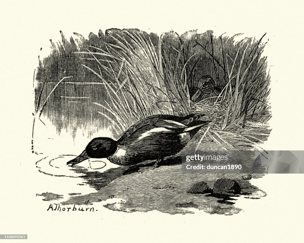 Woodcut engraving of a Northern shoveler duck, Spatula clypeata
