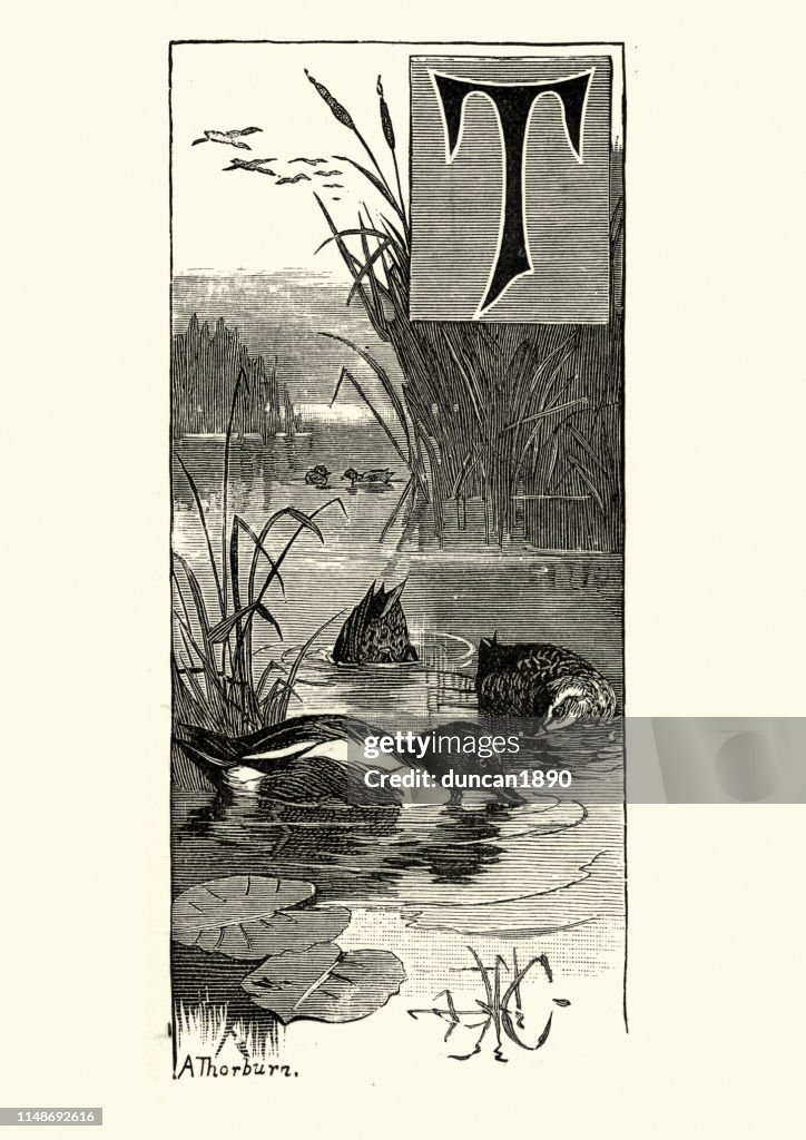 Woodcut engraving of a Northern shoveler duck, Spatula clypeata