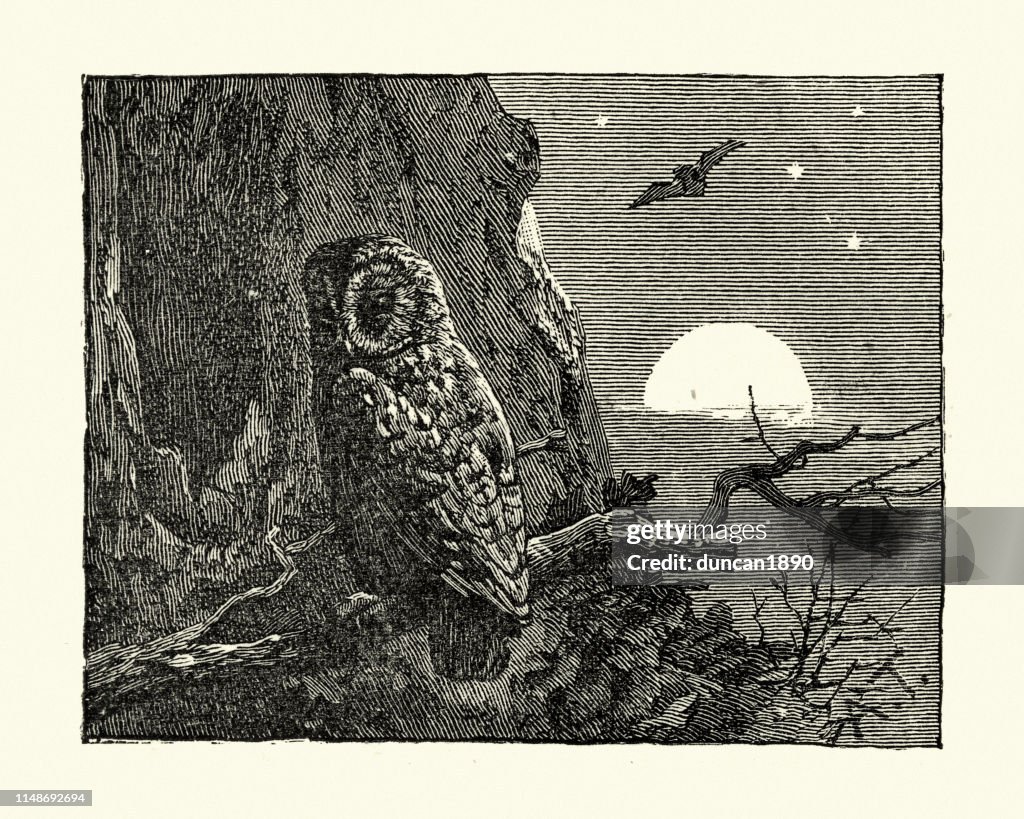 Woodcut engraving of tawny owl or brown owl (Strix aluco)