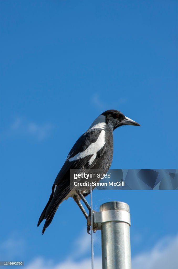 Australian magpie (Cracticus tibicen) standing on a street sign