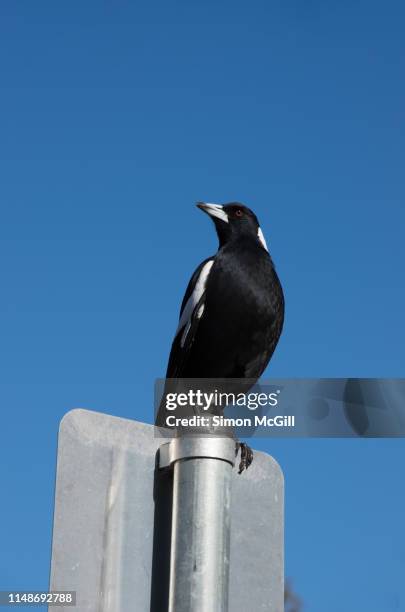 australian magpie (cracticus tibicen) standing on a street sign - cracticus tibicen stock pictures, royalty-free photos & images