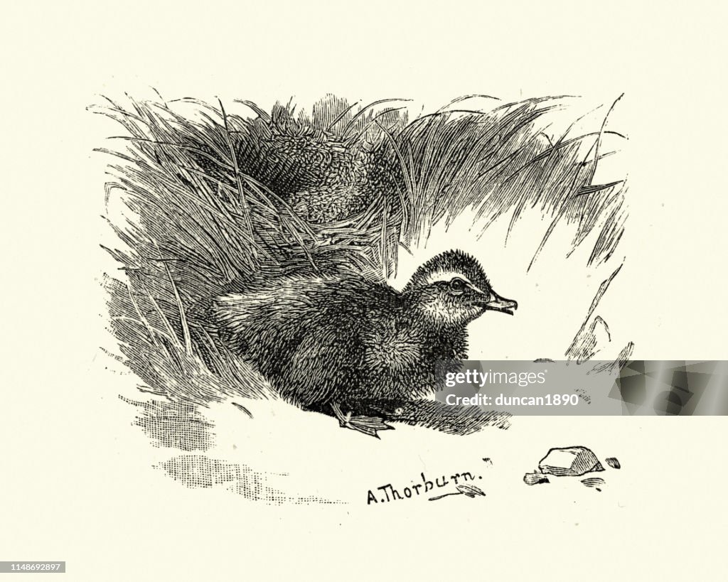 Common eider chick (Somateria mollissima)