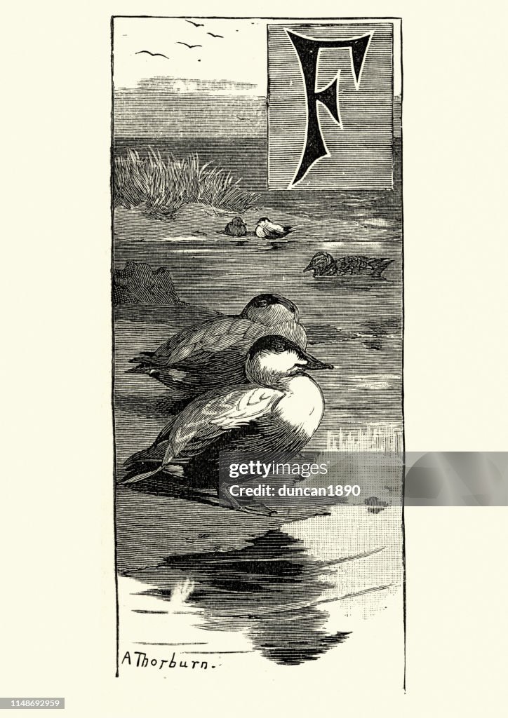 Ejder (Somateria mollissima)