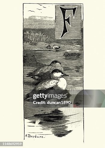 普通的 eider (somateria mollissima) 普通的 eider (somateria mollissima)