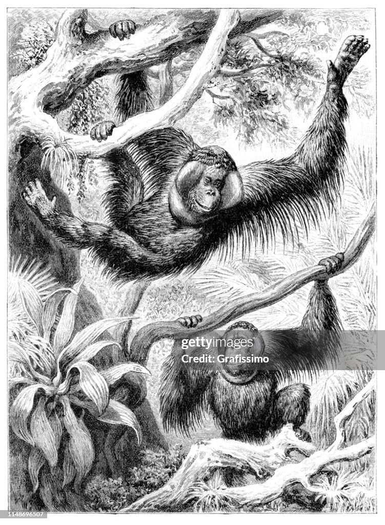 Couple of Orangutan Simia Satyrus on island of Borneo