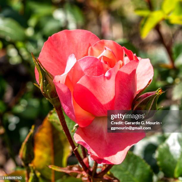 rosal, flor rosa - rosa flor stock pictures, royalty-free photos & images