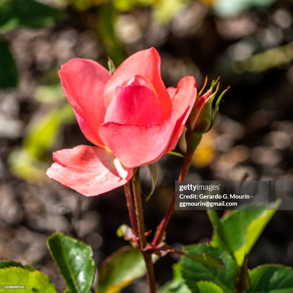 Rosal, flor rosa