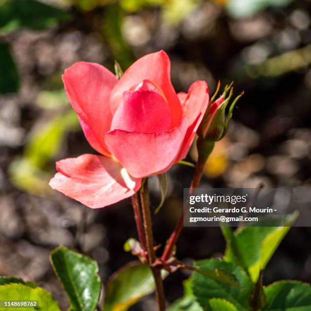 rosal, flor rosa - rosa flor stock pictures, royalty-free photos & images