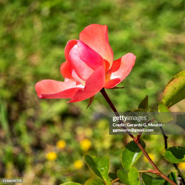 rosal, flor rosa - rosa flor stock pictures, royalty-free photos & images