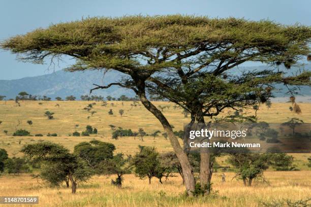 acacia tree on savanah - サバンナ ストックフォトと画像