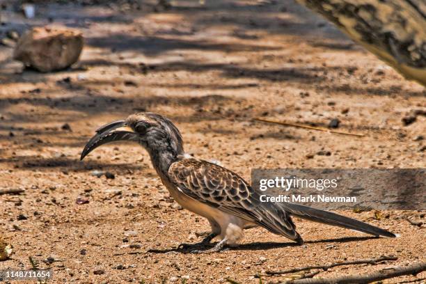 african gray hornbill - african grey hornbill stock pictures, royalty-free photos & images