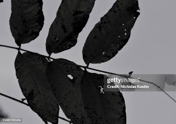 silhouettes of leaves on a tree branch - bare tree isolated stock pictures, royalty-free photos & images