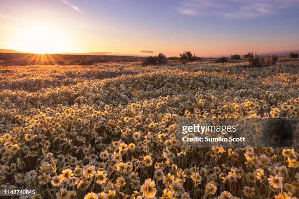 field of tidy tips  at sunrise, carrizo plain national monument, ca - san luis obispo california stock pictures, royalty-free photos & images