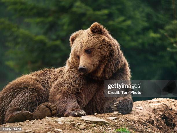 a brown bear lying on a ground in fir forest - bear lying down stock pictures, royalty-free photos & images
