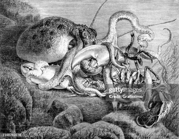 octopus fighting with american lobster illustration 1894 - giant octopus stock illustrations