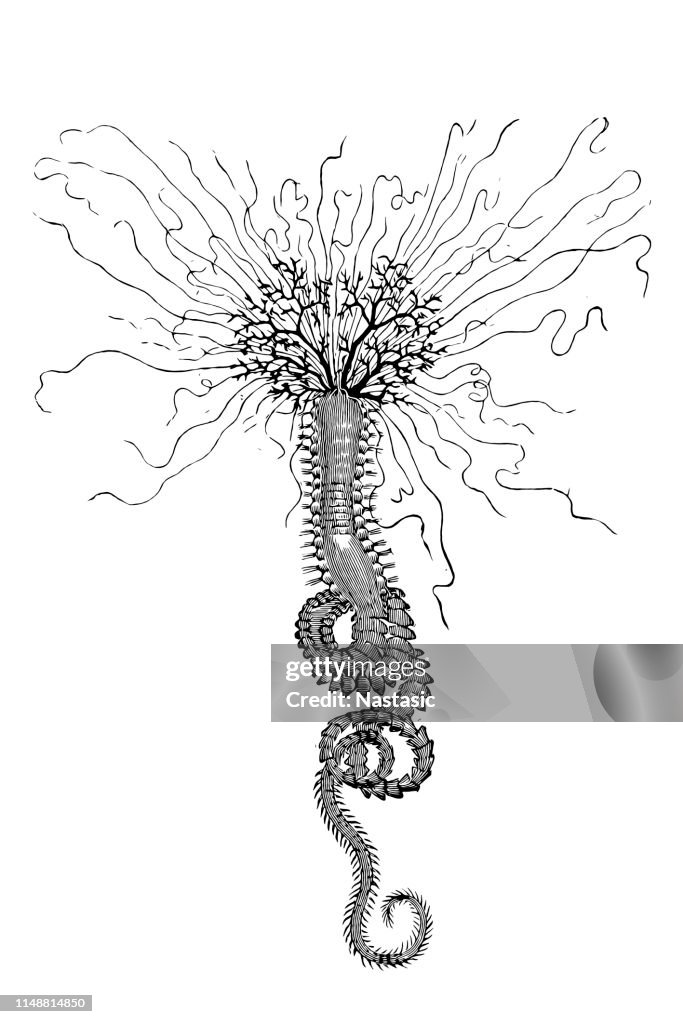 Sea worm ,Terebella emmalina