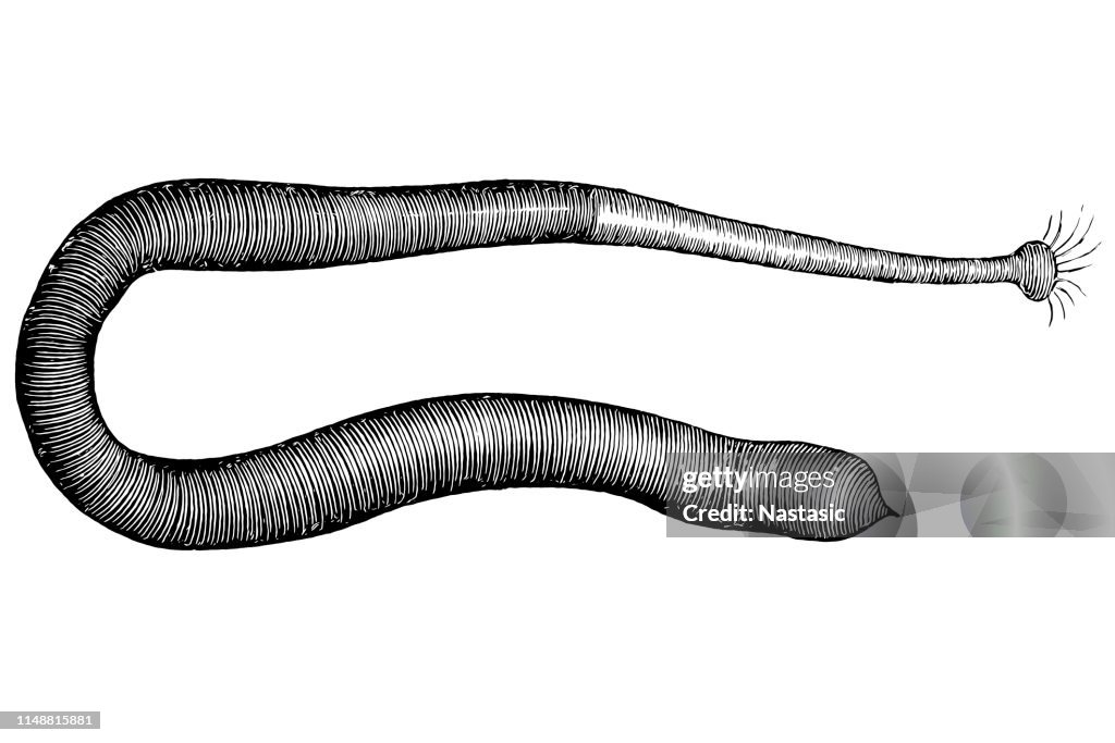 Sea worm ,Phascolosoma obscurum