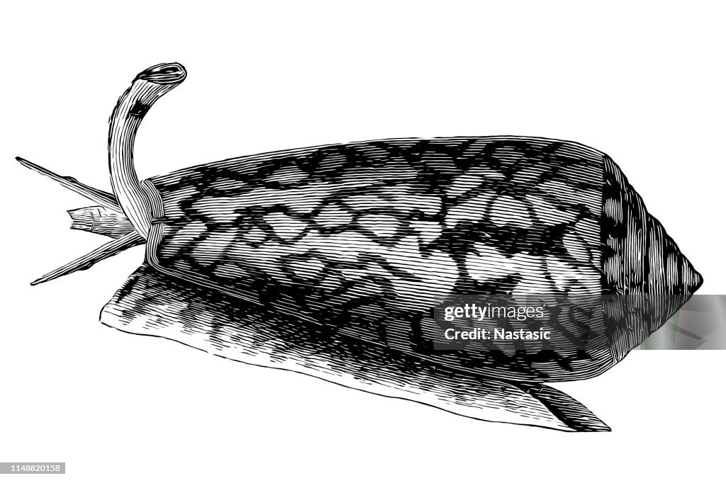 Conus Textil, der gebräuchliche Name der Textilkegel oder das Tuch aus Goldkegel ist eine giftige Art von Seeschnecke, ein Meeresgastropod Weichtier in der Familie Conidae, die Kegelschnecken, Kegelschalen oder Kegel