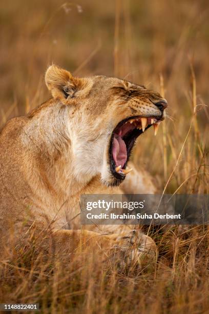 a lioness, roaring at something while lying on the grasses - roaring stock pictures, royalty-free photos & images