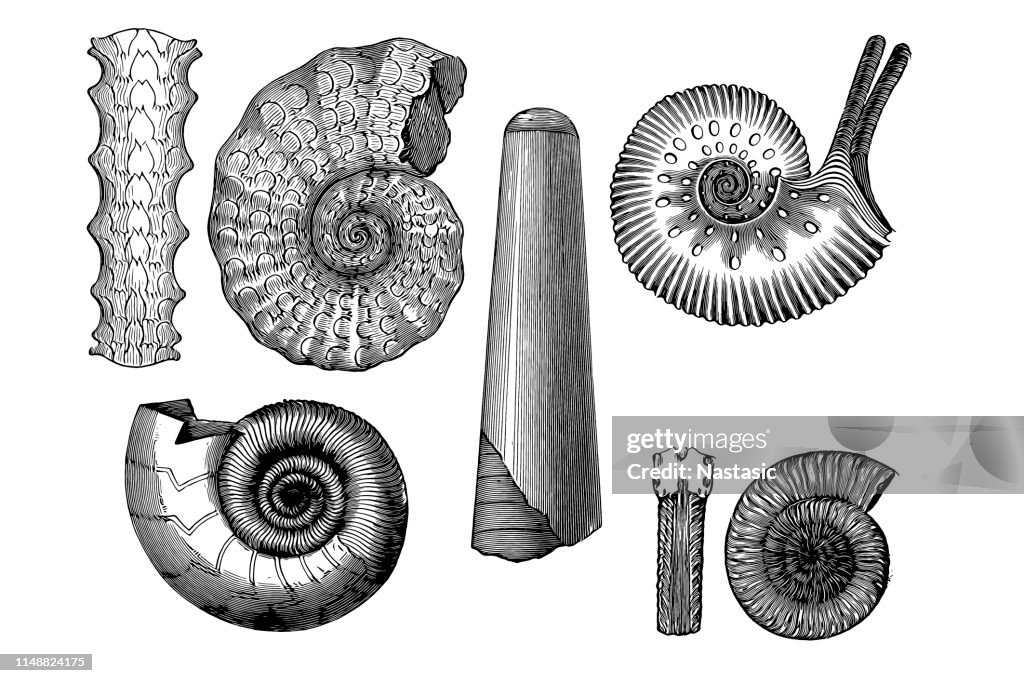 Fossil cuttlefish