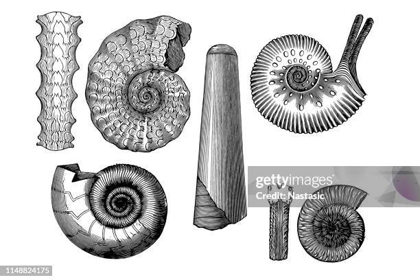fossil cuttlefish - ammonite stock illustrations