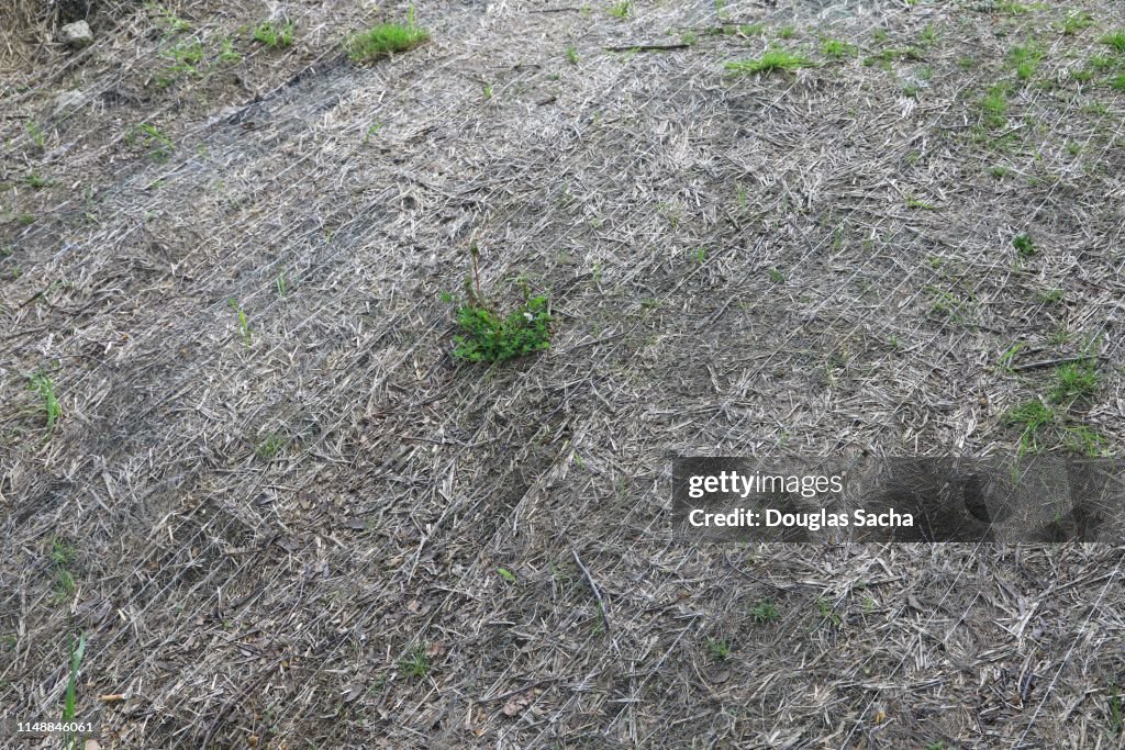 Closeup Of Jute Netting Erosion Control Matting Blanket High-Res Stock  Photo - Getty Images