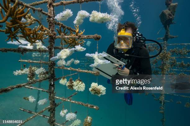 Diver takes notes at one of the coral nurseries on the coral reefs of the Society Islands in French Polynesia. On May 9, 2019 in Moorea, French...