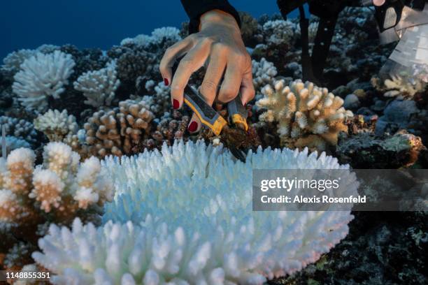 Diver takes a cutting from a coral suffering from major bleaching on the coral reefs of the Society Islands on May 9, 2019 in Moorea, French...