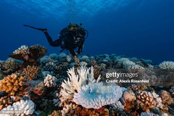 Diver looks at reef of a major bleaching on the coral reefs of the Society Islands on May 9, 2019 in Moorea, French Polynesia. Major bleaching is...