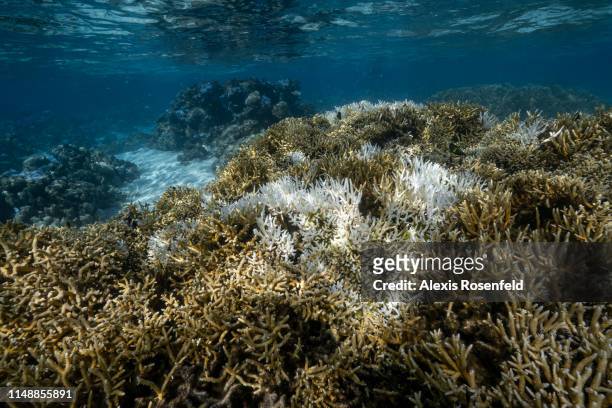 View of major bleaching on the coral reefs of the Society Islands on May 9, 2019 in Moorea, French Polynesia. Major bleaching is currently occurring...