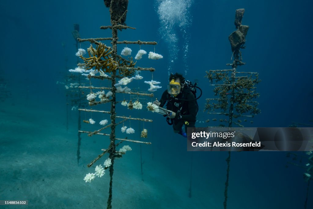 Coral Reefs And White Death
