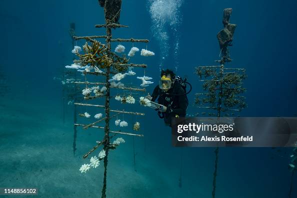 Coral Reefs And White Death Coral Reefs And White Death