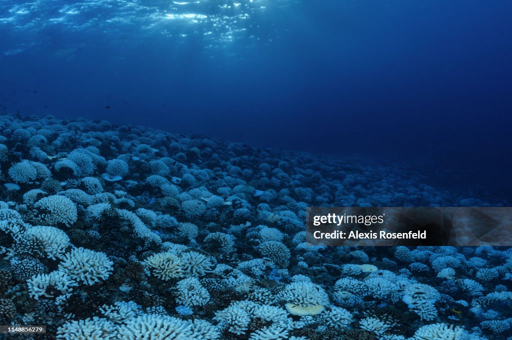 Coral Reefs And White Death
