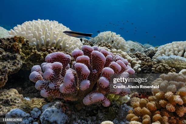 View of major bleaching on the coral reefs of the Society Islands on May 9, 2019 in Moorea, French Polynesia. Major bleaching is currently occurring...