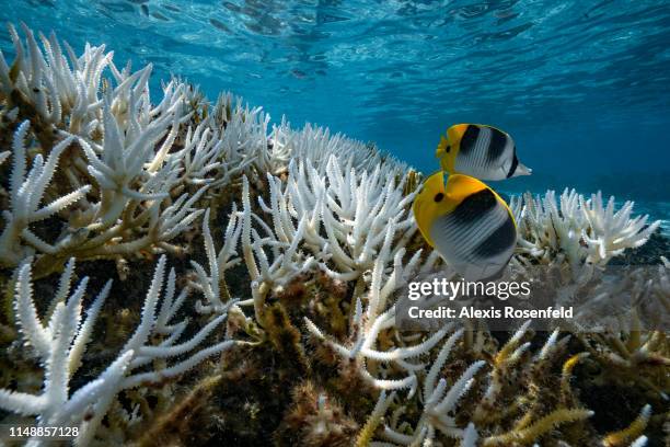 View of major bleaching on the coral reefs of the Society Islands on May 9, 2019 in Moorea, French Polynesia. Major bleaching is currently occurring...