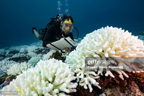 Diver checks the coral reefs of the Society Islands in French Polynesia. On May 9, 2019 in Moorea, French Polynesia. Major bleaching is currently...