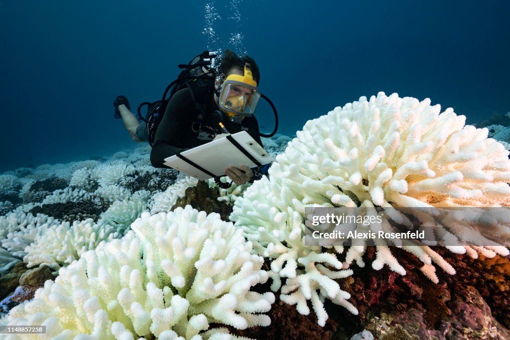 Coral Reefs And White Death