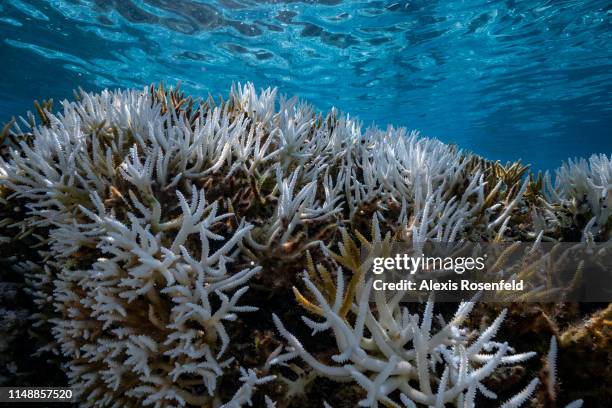 View of major bleaching on the coral reefs of the Society Islands on May 9, 2019 in Moorea, French Polynesia. Major bleaching is currently occurring...